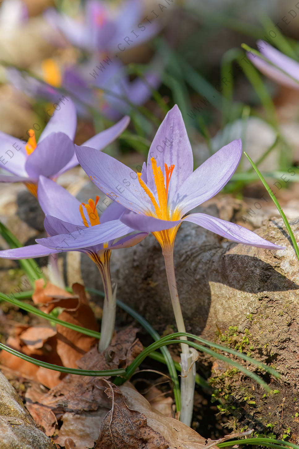 Foto di Zafferano profumato (Crocus suaveolens)