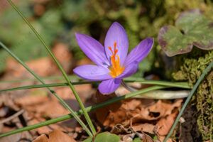 Photos of Crocus suaveolens