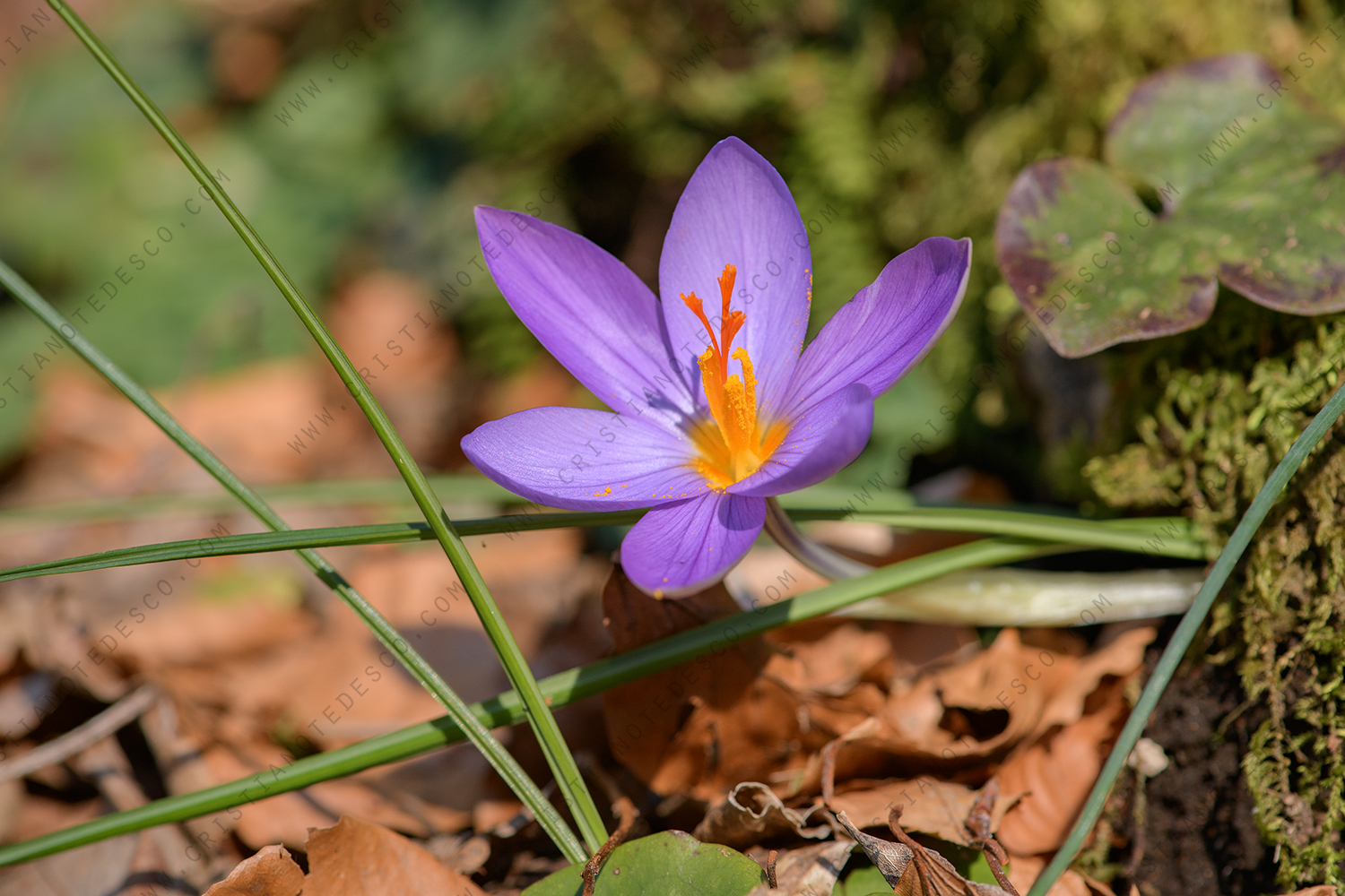 Foto di Zafferano profumato (Crocus suaveolens)