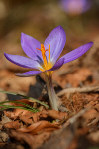 Photos of Crocus suaveolens