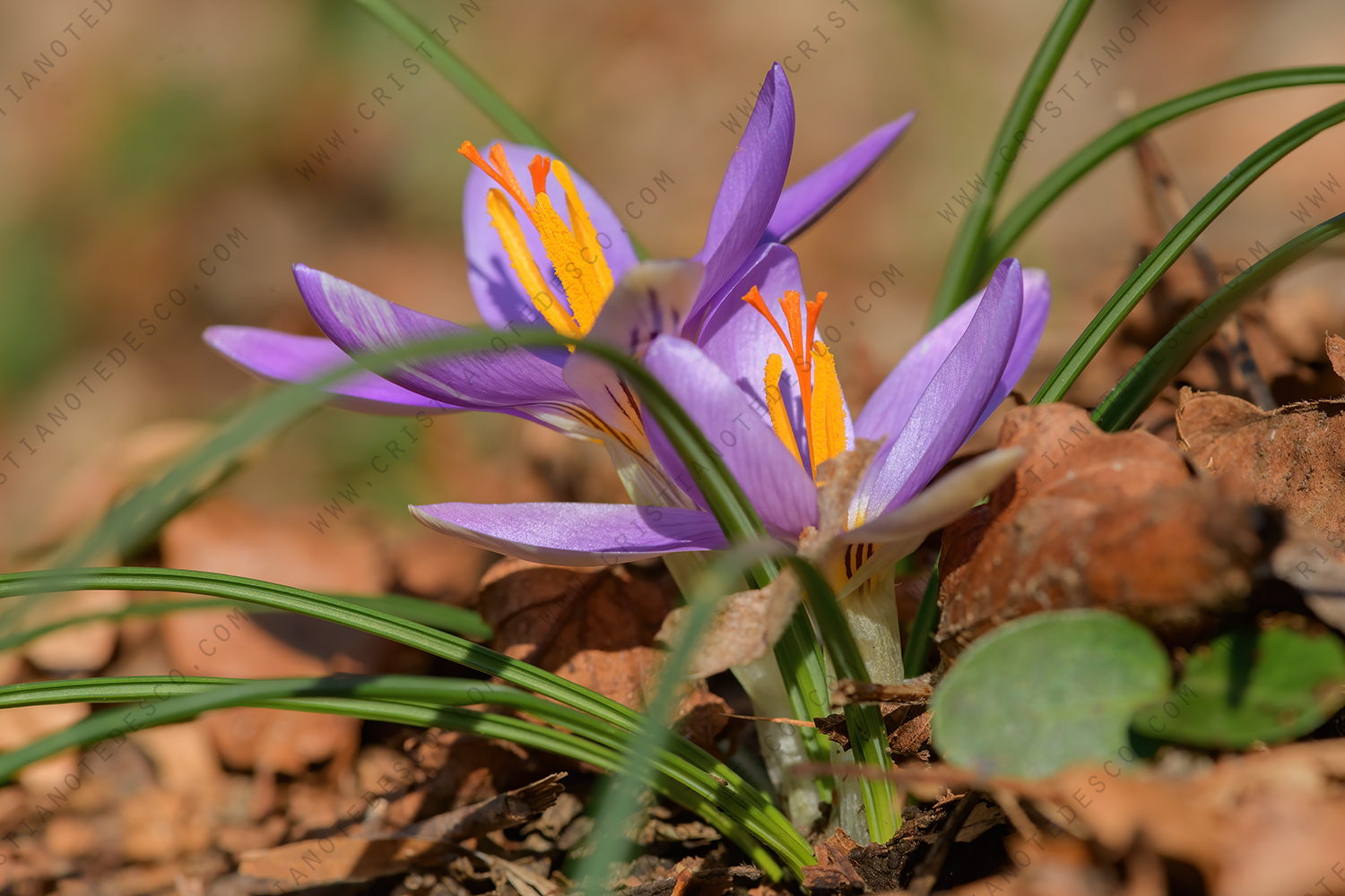 Photos of Crocus suaveolens