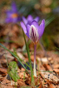 Photos of Crocus suaveolens