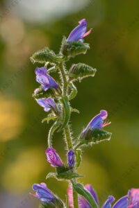 Foto di Viperina azzurra (Echium vulgare)