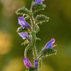 Foto di Viperina azzurra (Echium vulgare)