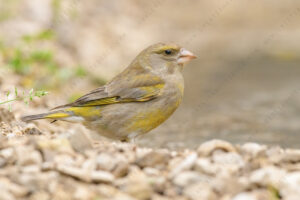 European Greenfinch images (Chloris chloris)
