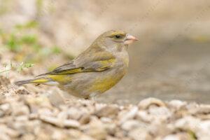 Foto di Verdone (Chloris chloris)