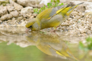 Foto di Verdone (Chloris chloris)