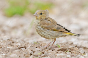 Foto di Verdone (Chloris chloris)