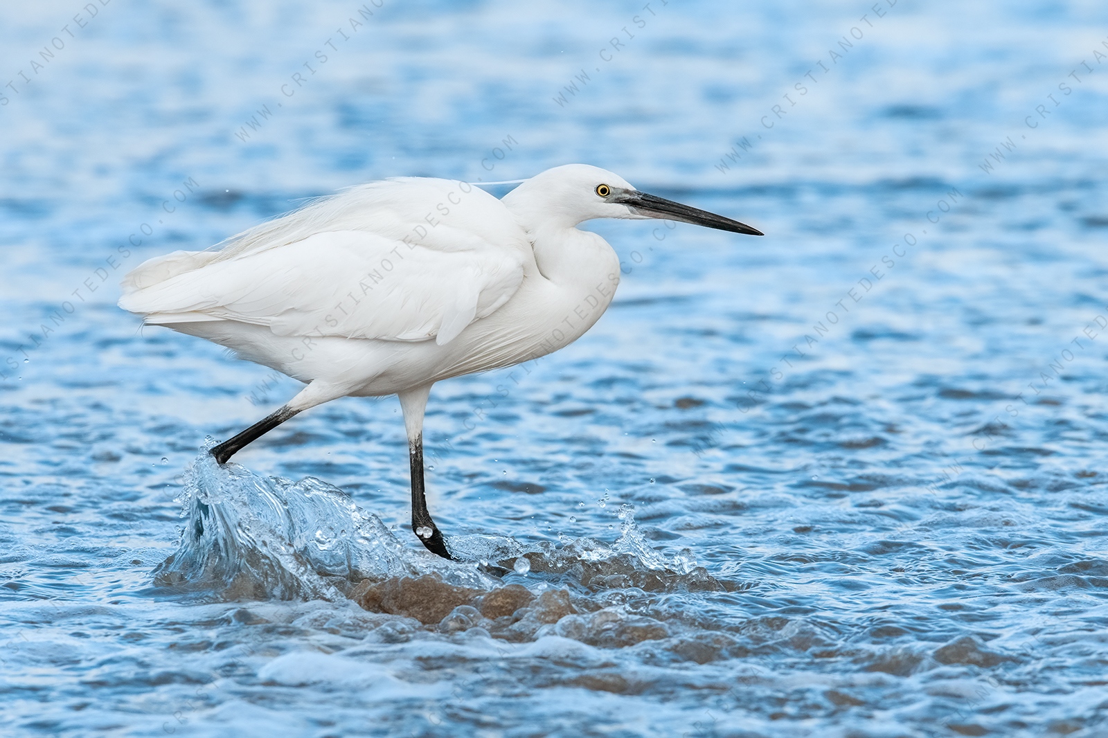 Foto di Garzetta (Egretta garzetta)