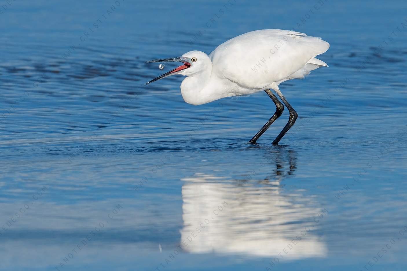 Foto di Garzetta (Egretta garzetta)