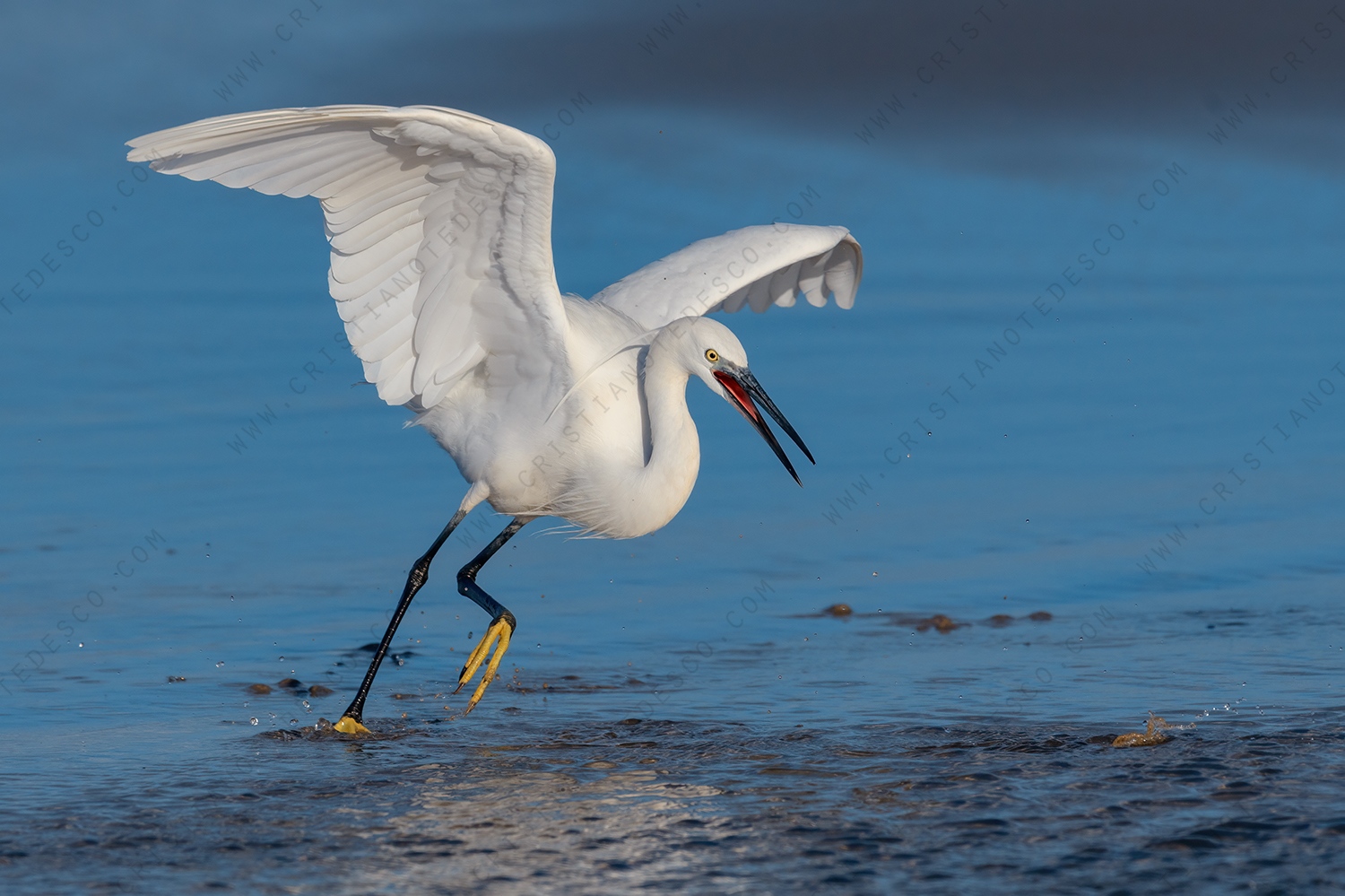 Foto di Garzetta (Egretta garzetta)