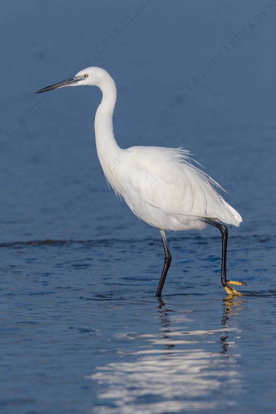 Foto di Garzetta (Egretta garzetta)