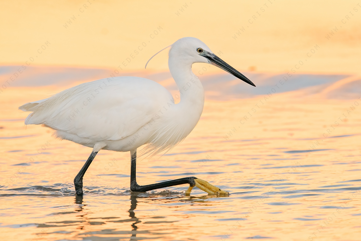 Foto di Garzetta (Egretta garzetta)