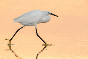 Photos of Little Egret (Egret garzetta)