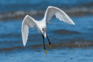 Photos of Little Egret (Egret garzetta)