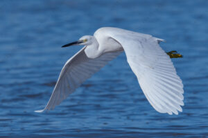 Foto di Garzetta (Egretta garzetta)