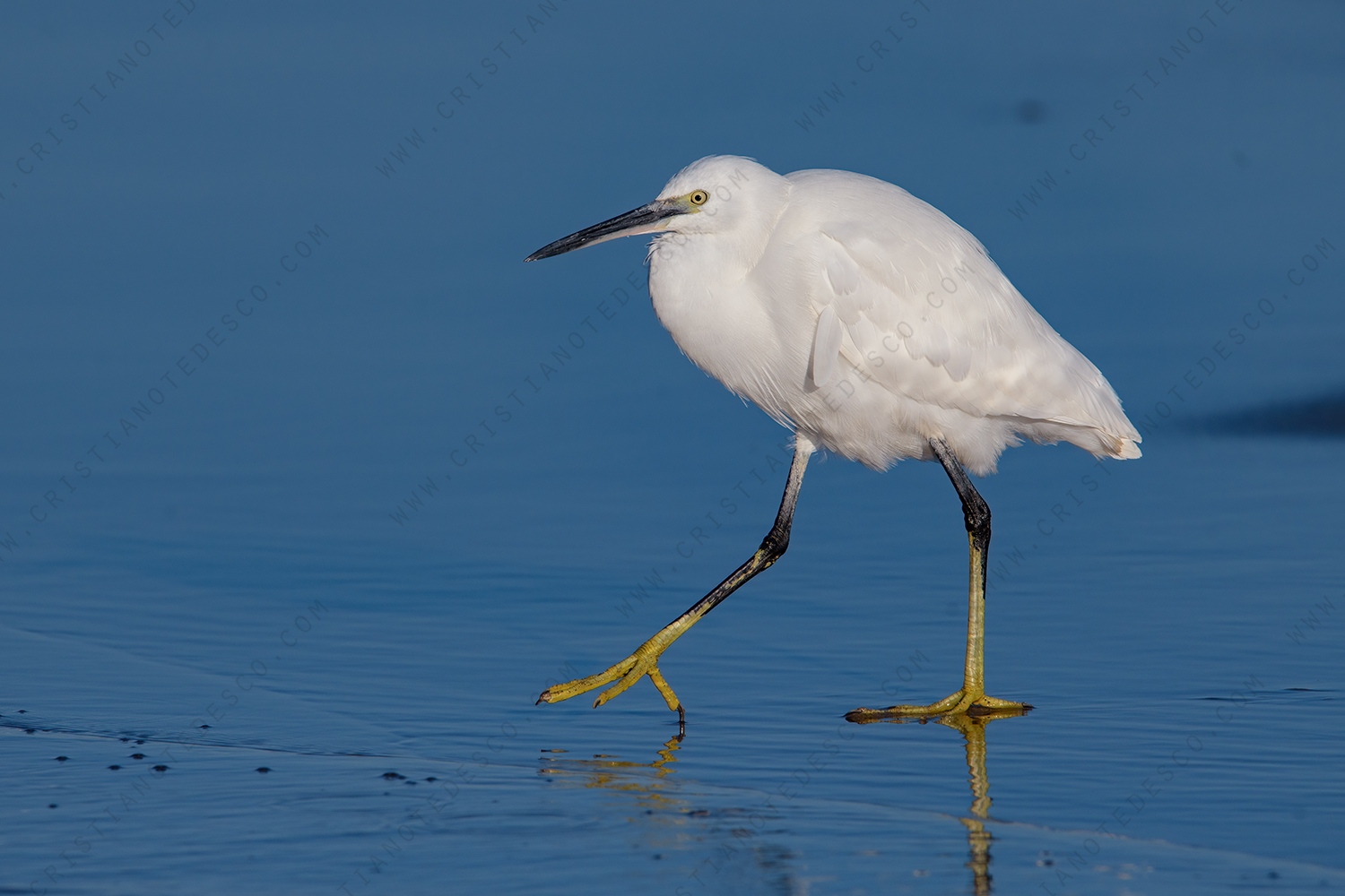 Foto di Garzetta (Egretta garzetta)