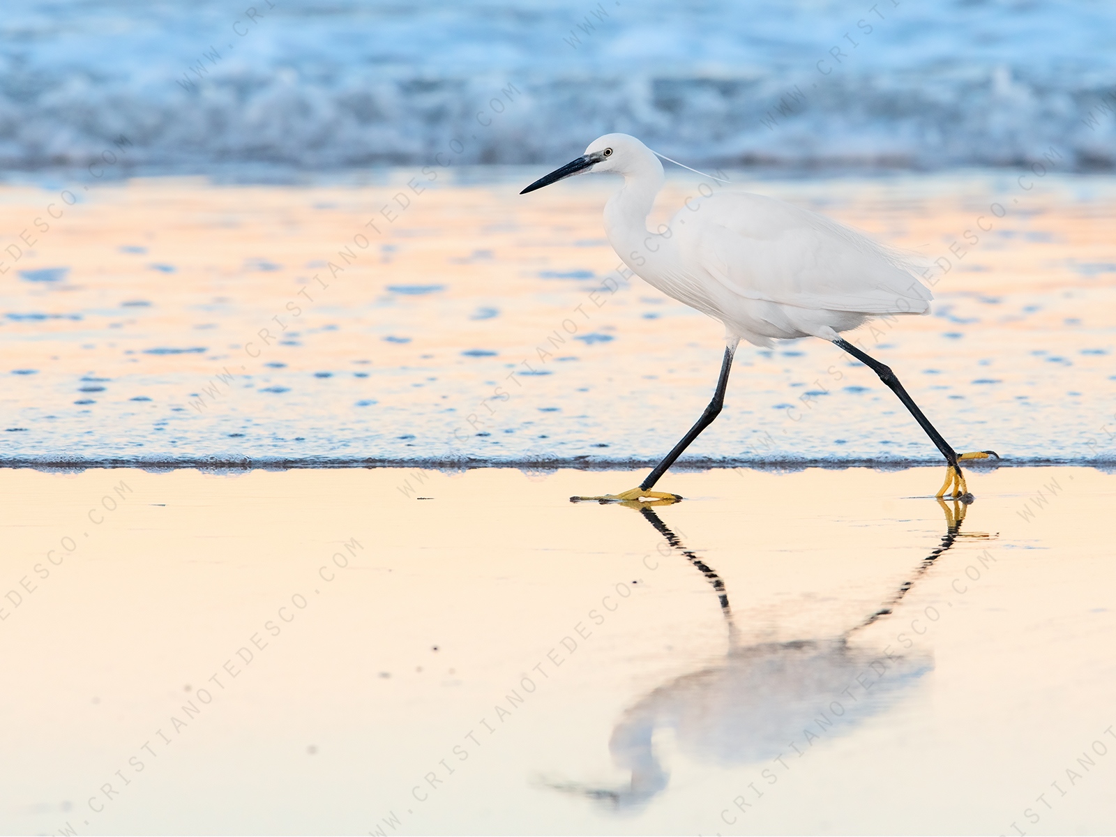 Foto di Garzetta (Egretta garzetta)