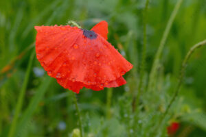 Foto di Papaveri (Papaver rhoeas)