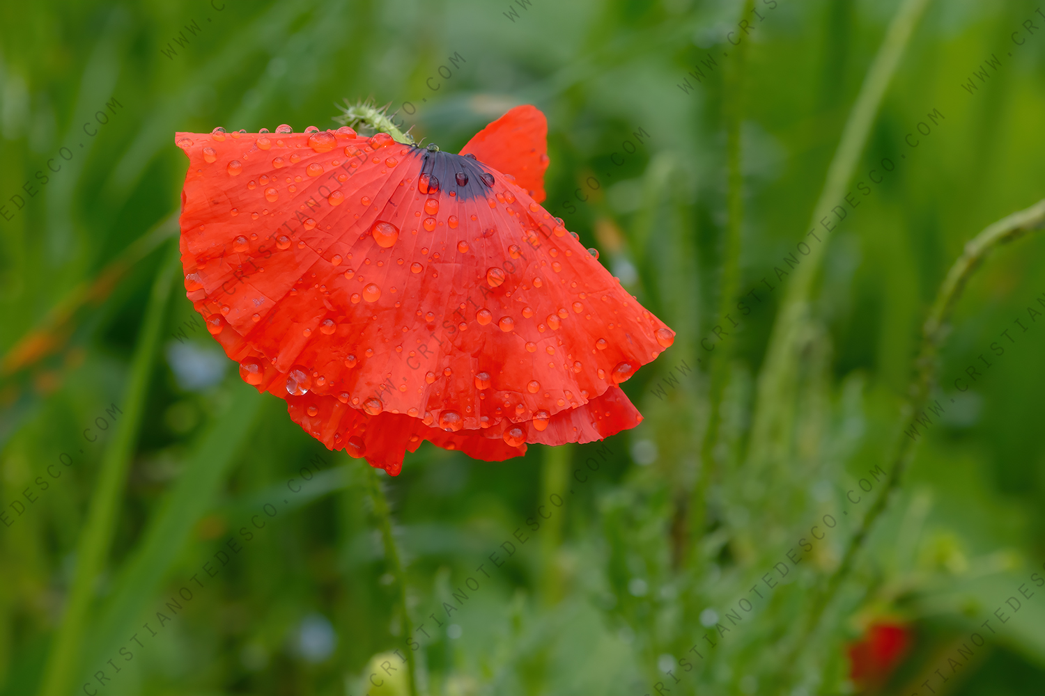 Photo of Common Poppy (Papaver rhoeas)