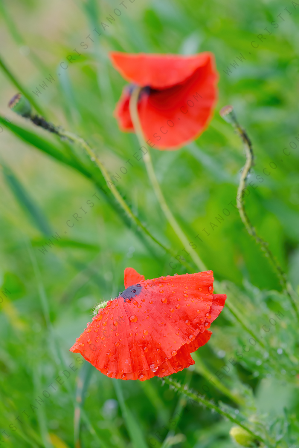 Photo of Common Poppy (Papaver rhoeas)