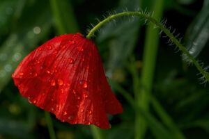 Foto di Papaveri (Papaver rhoeas)