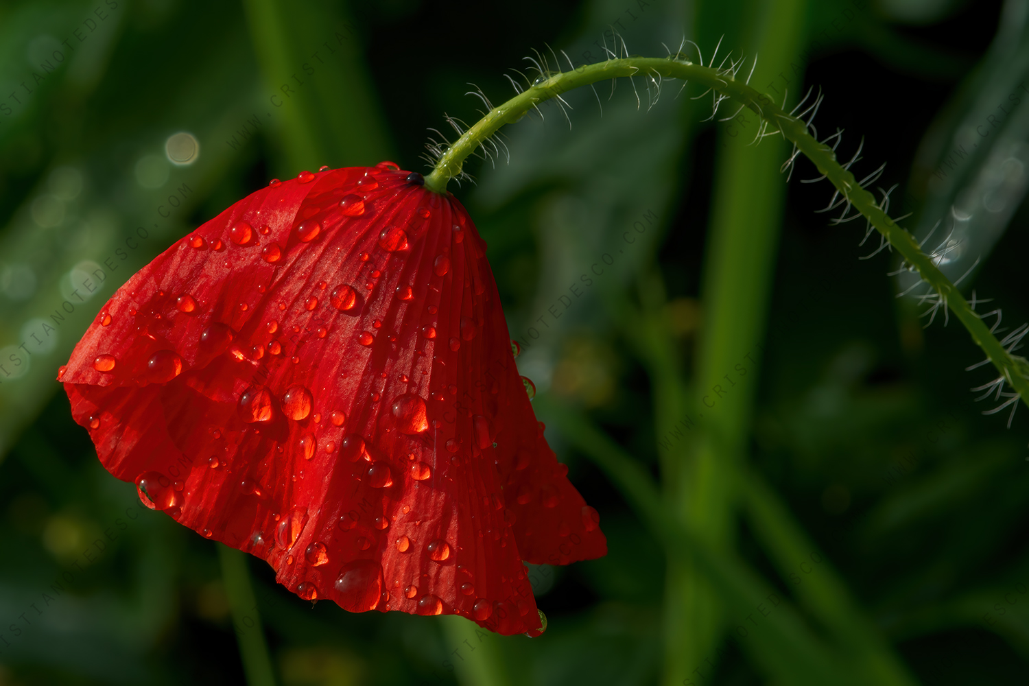 Photo of Common Poppy (Papaver rhoeas)