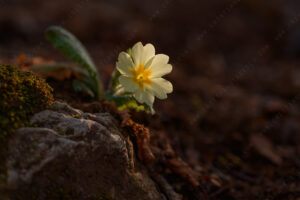 Foto di Primula comune (Primula vulgaris)