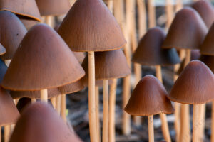 Foto di Psathyrella conopilus