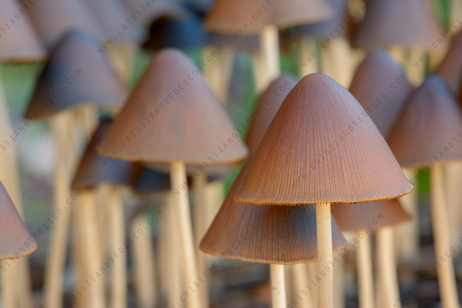 Foto di Psathyrella conopilus