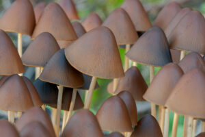 Photo of Psathyrella conopilus