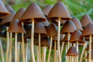 Foto di Psathyrella conopilus