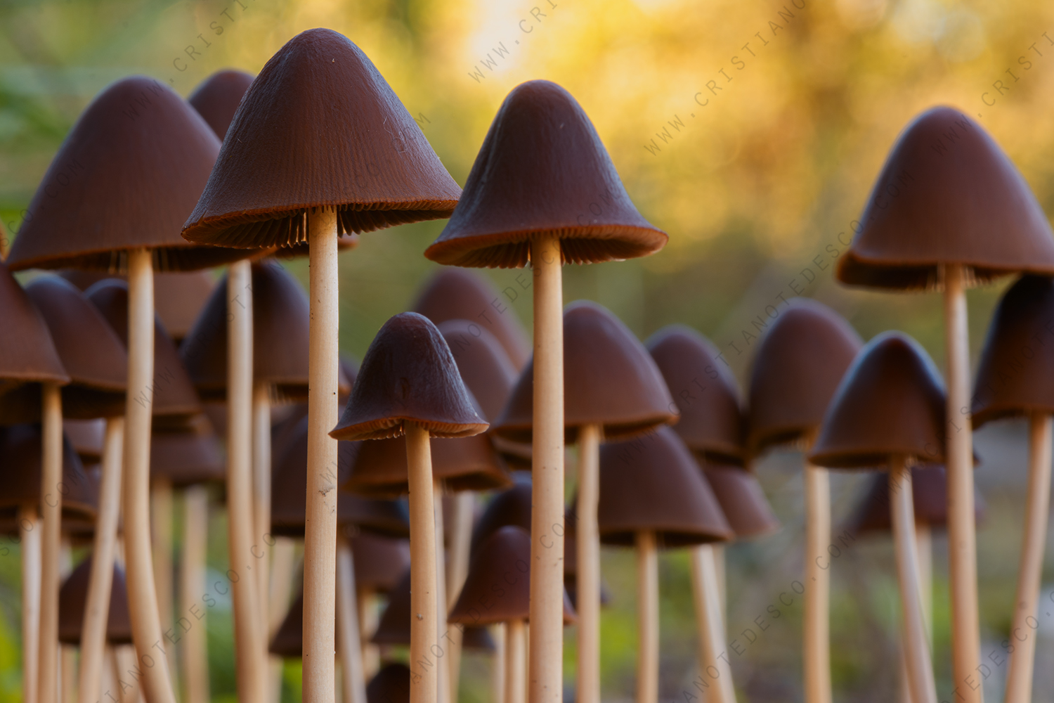 Foto di Psathyrella conopilus