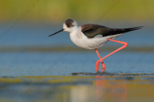 Foto di Cavaliere d'Italia (Himantopus himantopus)