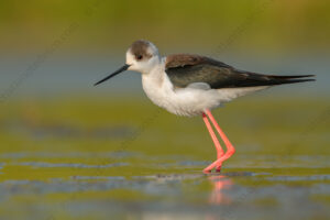 Black-winged Stilt images (Himantopus himantopus)