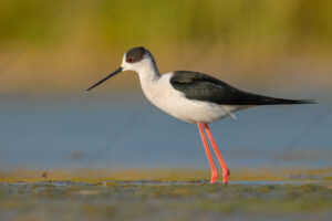 Foto di Cavaliere d'Italia (Himantopus himantopus)