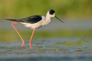 Foto di Cavaliere d'Italia (Himantopus himantopus)