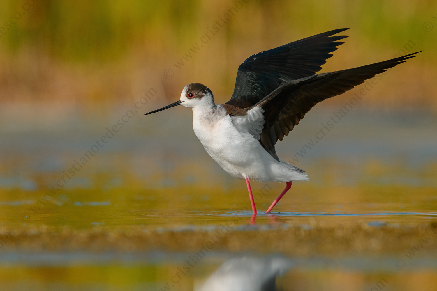 Foto di Cavaliere d'Italia (Himantopus himantopus)