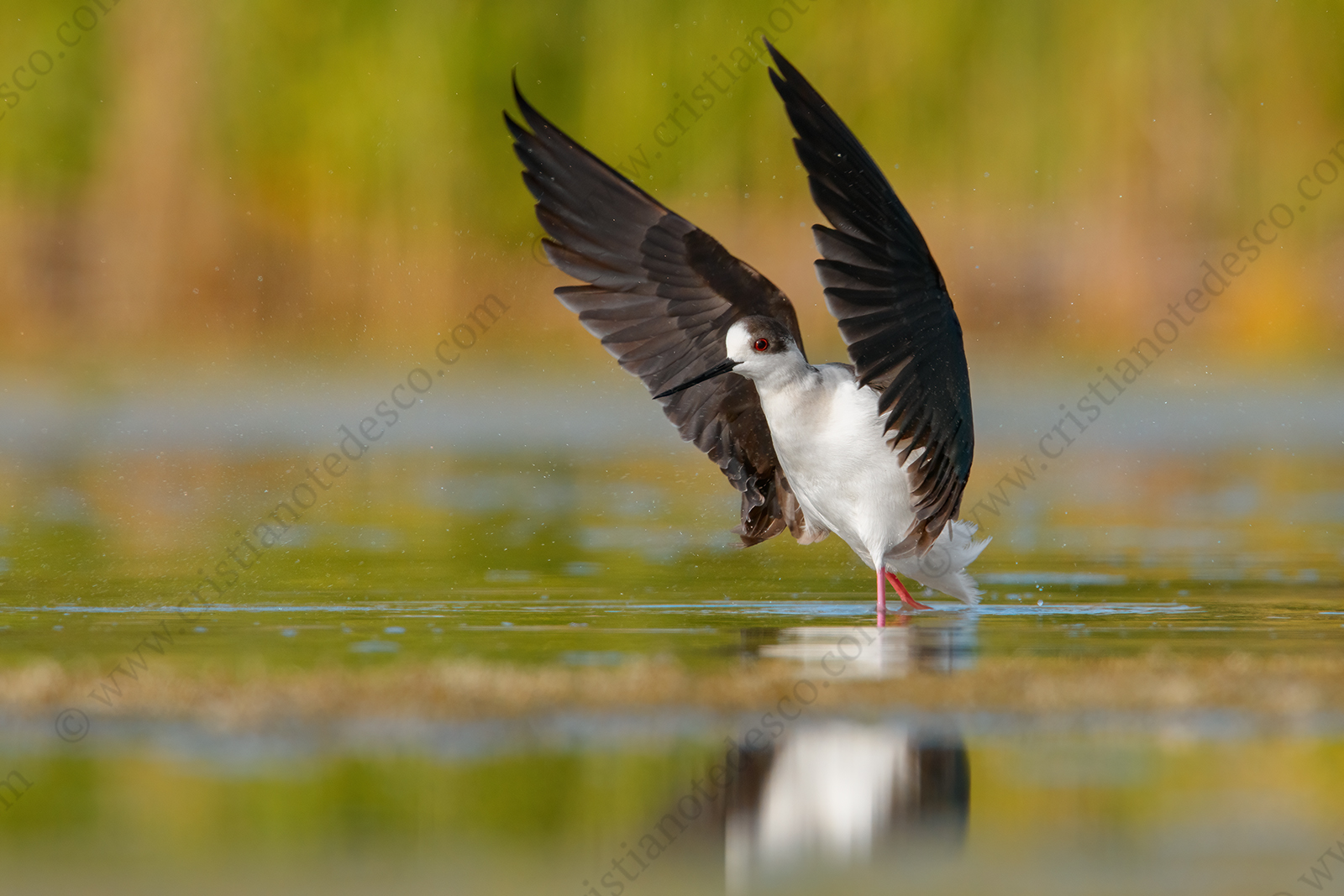 Foto di Cavaliere d'Italia (Himantopus himantopus)