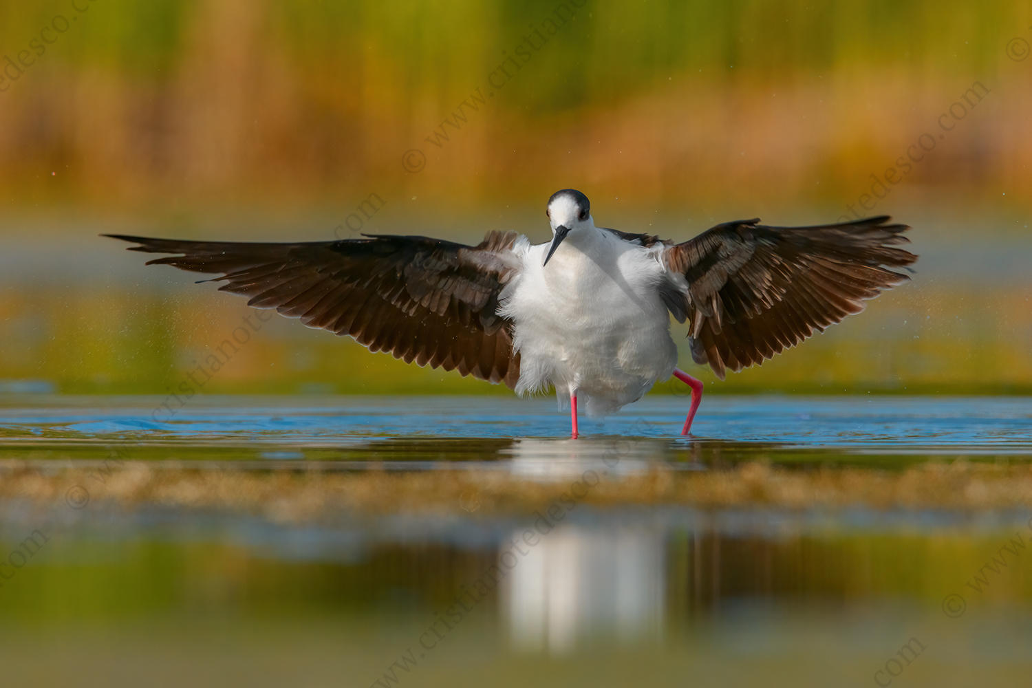 Foto di Cavaliere d'Italia (Himantopus himantopus)