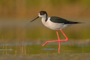 Black-winged Stilt images (Himantopus himantopus)