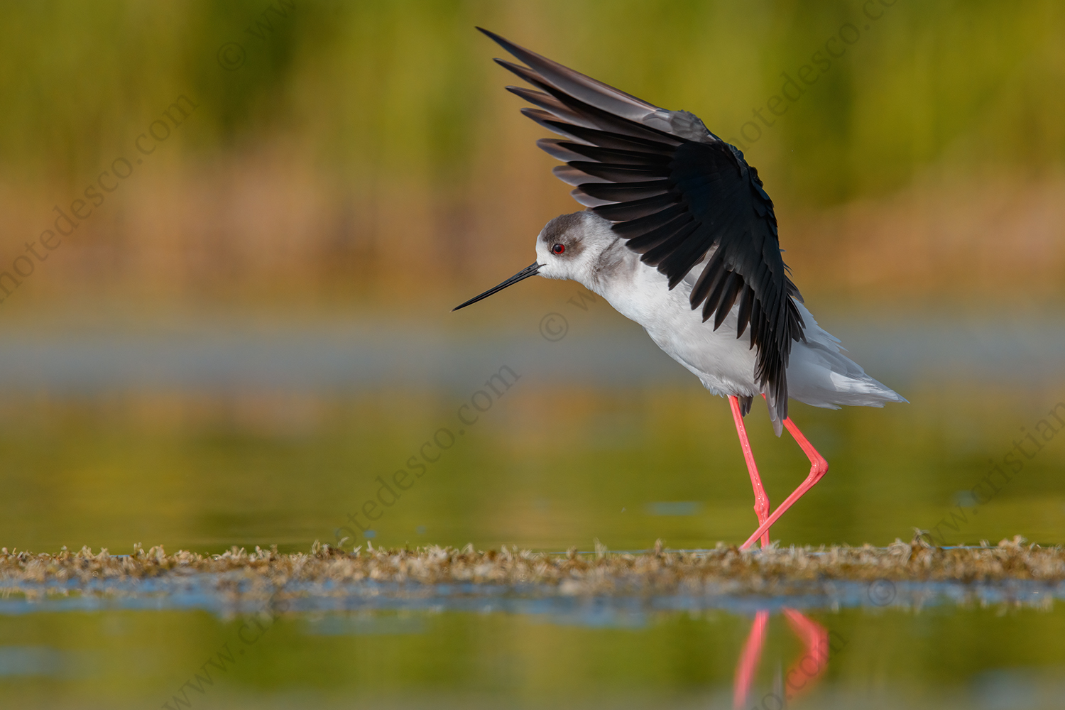 Foto di Cavaliere d'Italia (Himantopus himantopus)