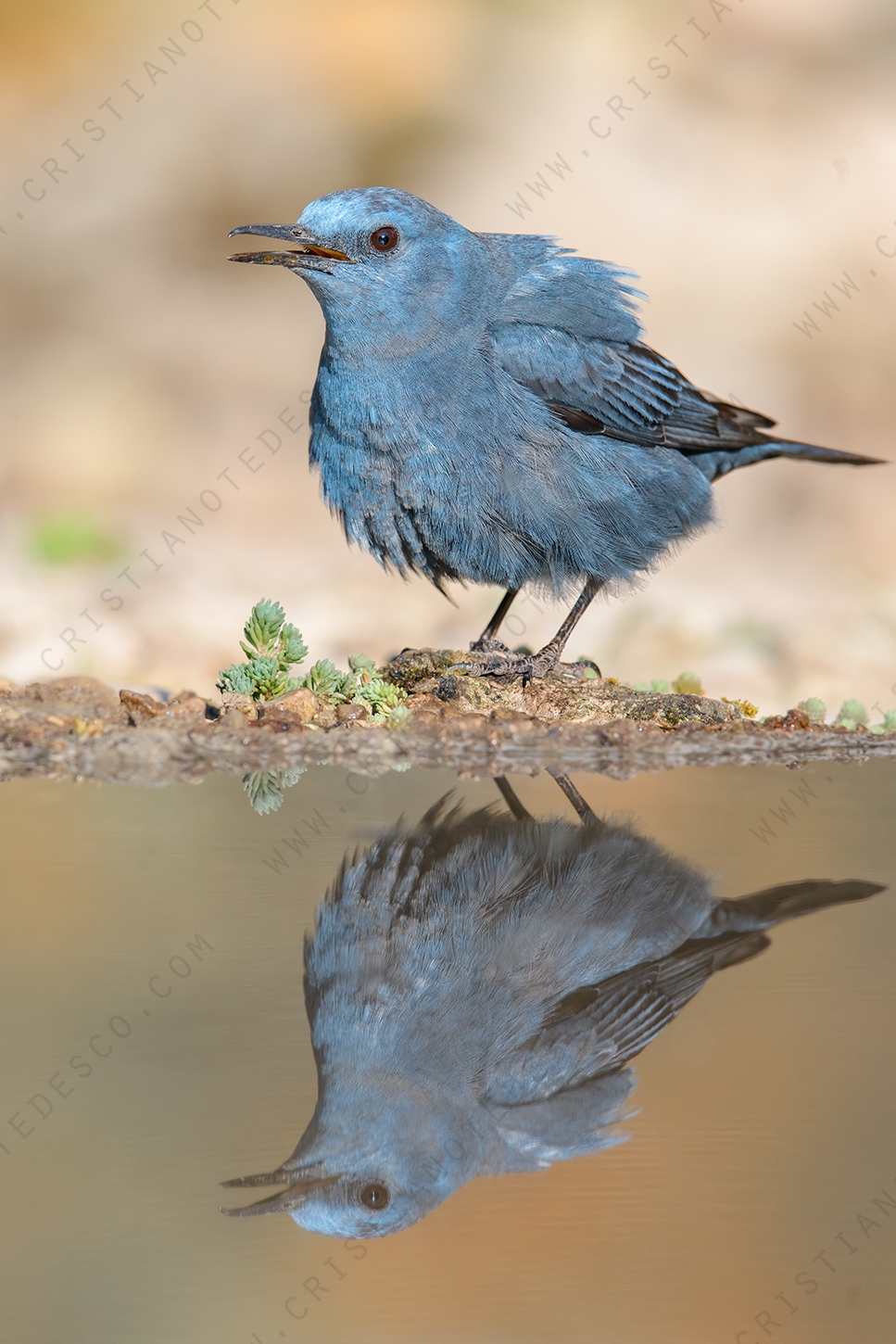 Photos of Blue Rock Thrush (Monticola solitarius)