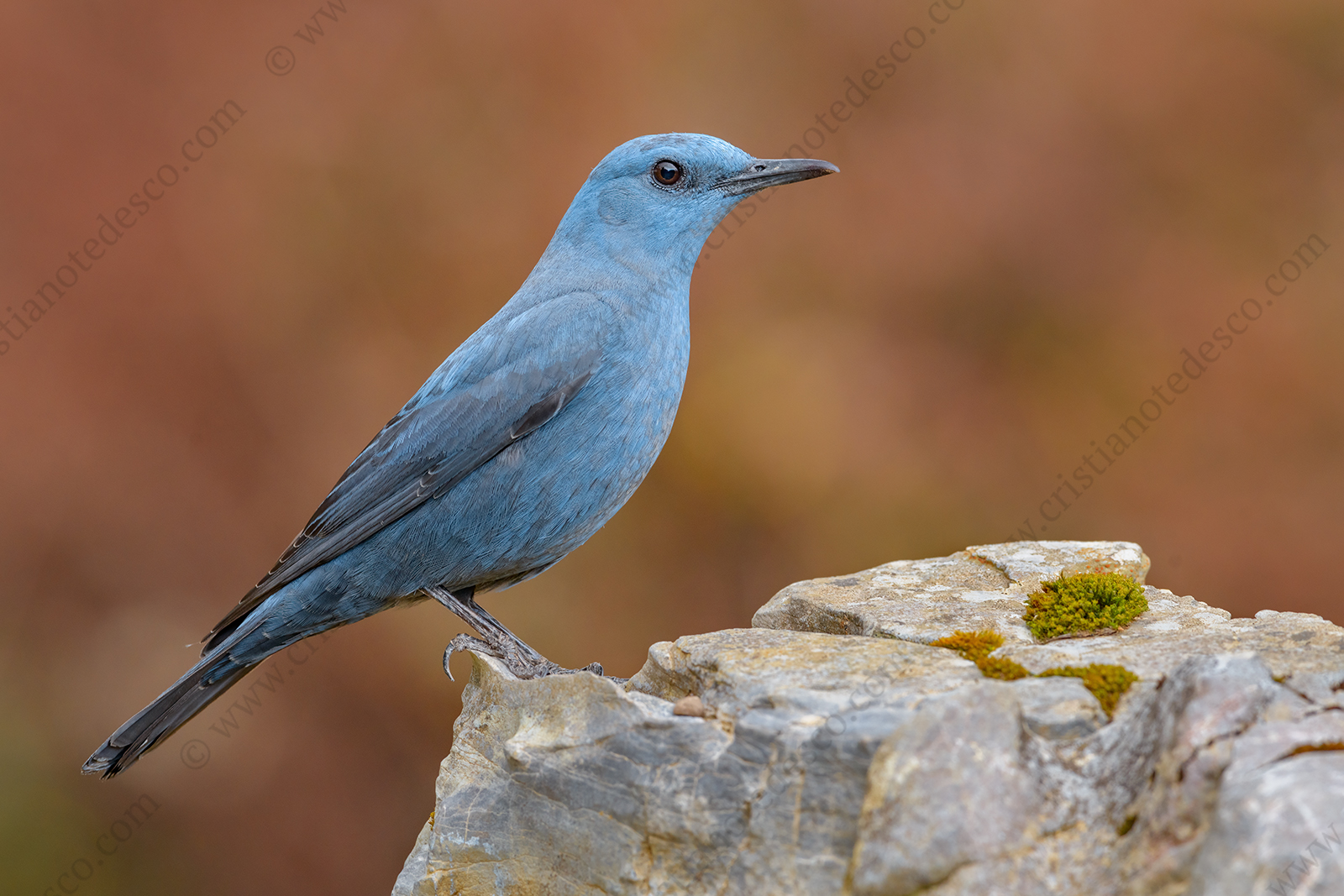 Photos of Blue Rock Thrush (Monticola solitarius)