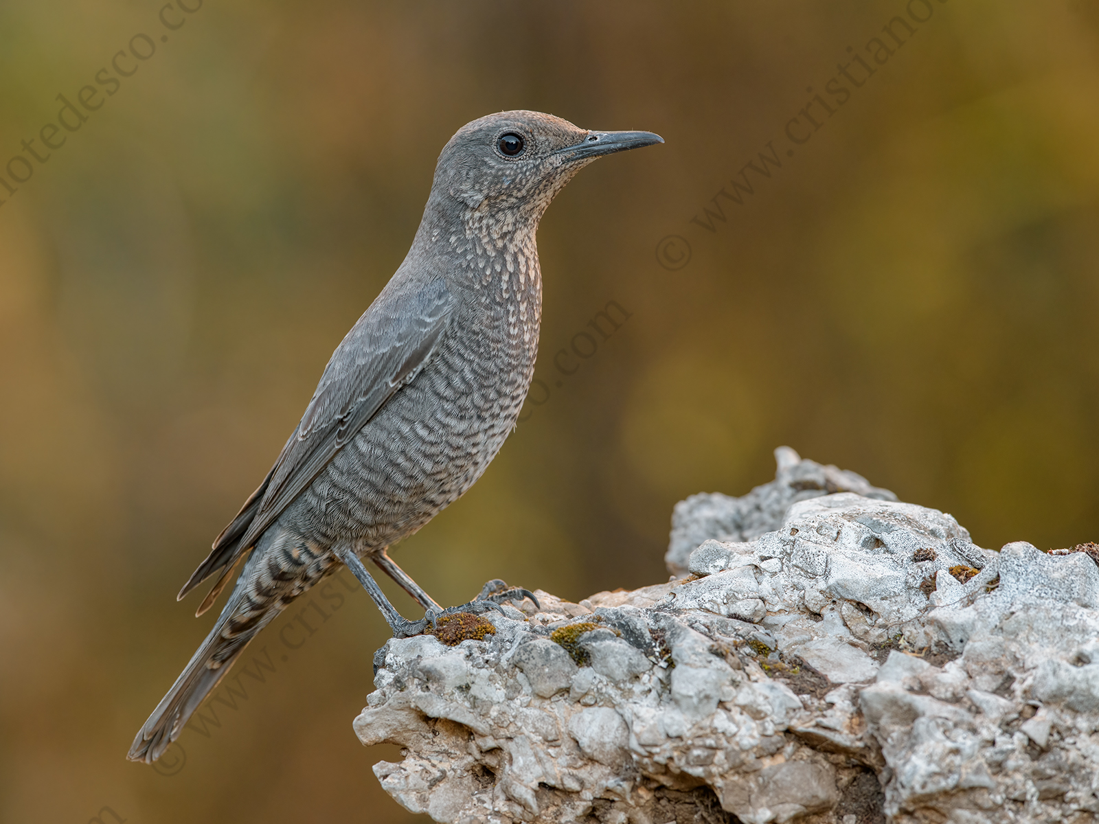 Foto di Passero solitario femmina (Monticola solitarius)