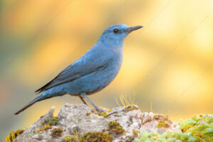 Photos of Blue Rock Thrush (Monticola solitarius)