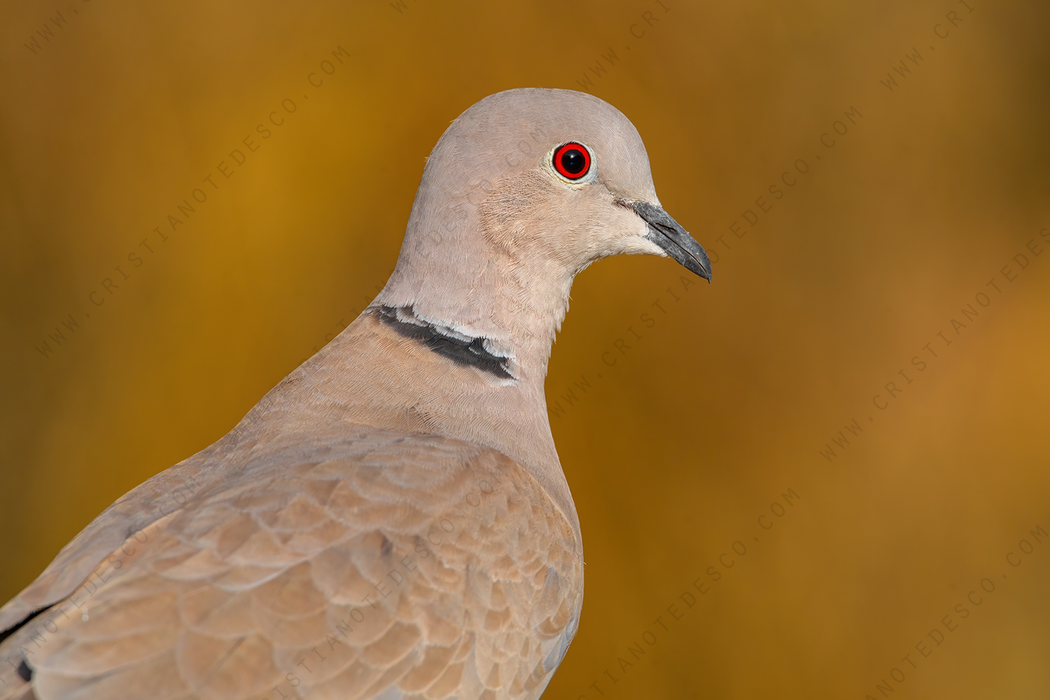 Photos of Eurasian Collared Dove (Streptopelia decoacto)