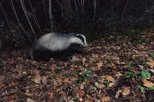 Photos of European badger (Meles meles)
