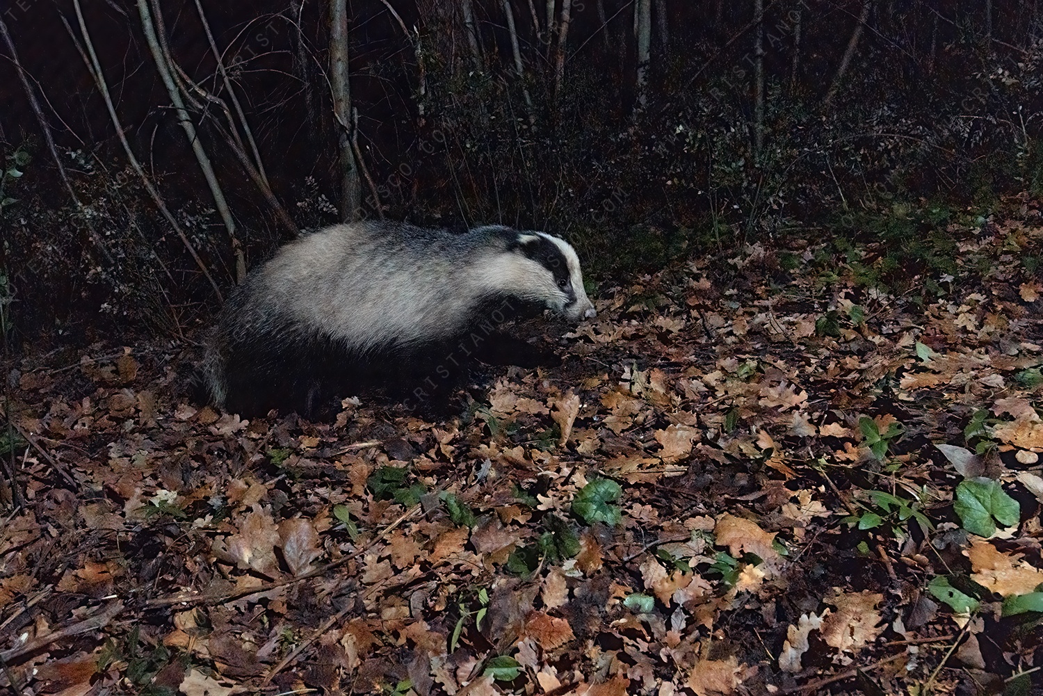 Camera trapping: Tasso (Meles meles)