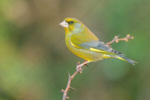 Foto di Verdone (Chloris chloris)